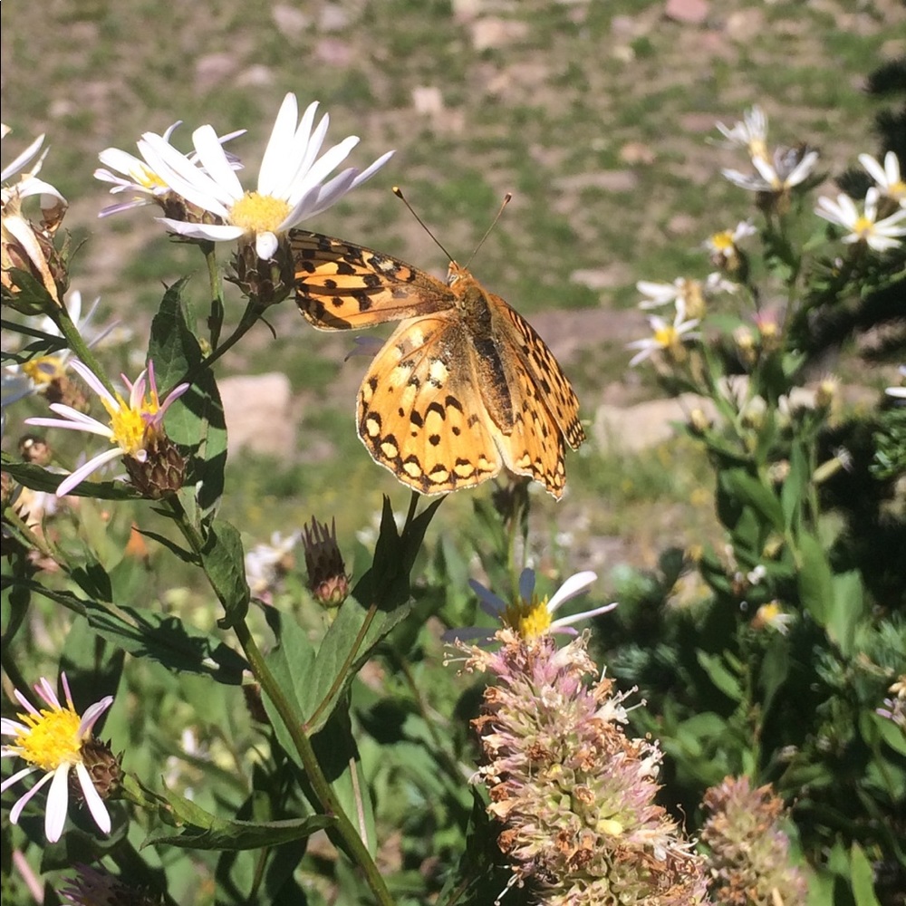 Meet your Posher, Rachel